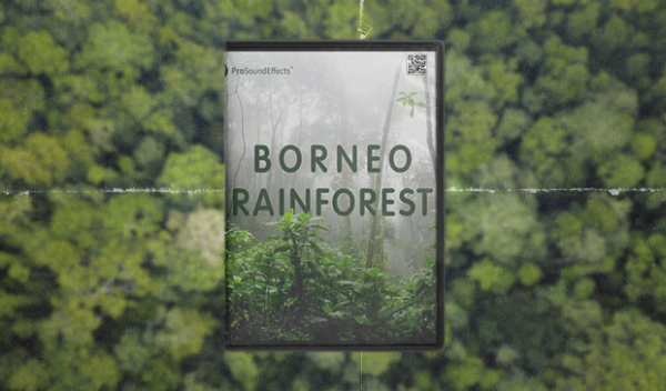 Pro Sound Effects - Borneo Rainforest